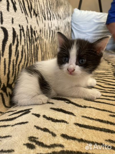 Котенок мальчик бесплатно