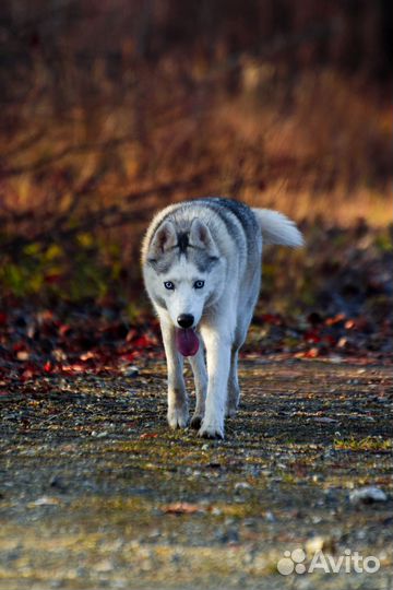 Фотограф анималист