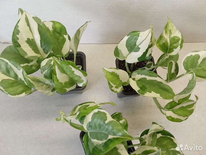 Комнатные цветы Вариегатные