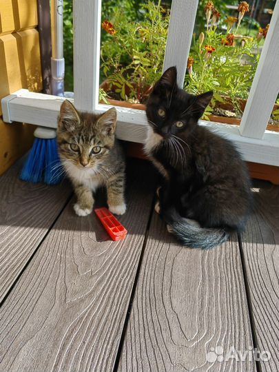 Очень ласковые и милые котята в добрые руки