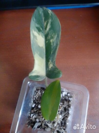 Филодендрон мэджик маск
