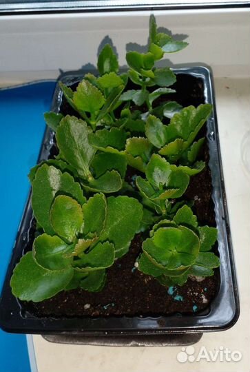 Каланхоэ комнатный