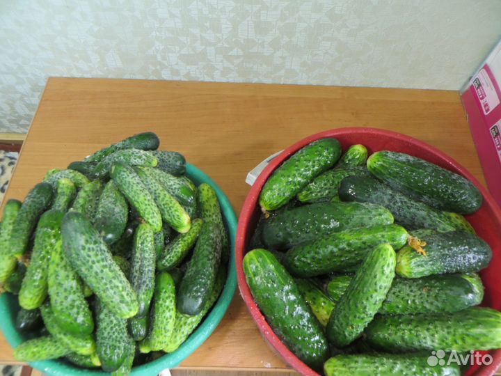 Продам огурчики обычные, корнишончики, чеснок шт