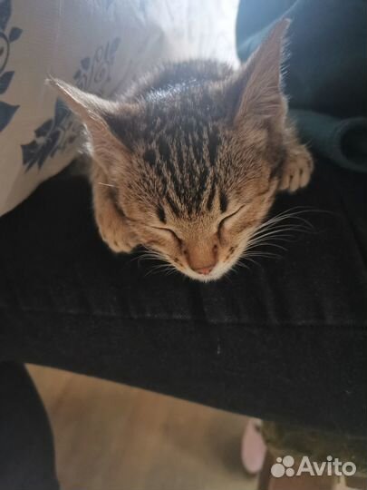 Ласковая нежная кошечка Милка