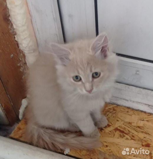 Котенок