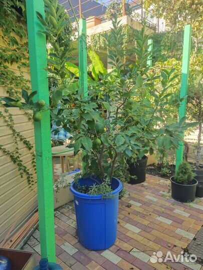 Лимонное дерево с плодами Архипка