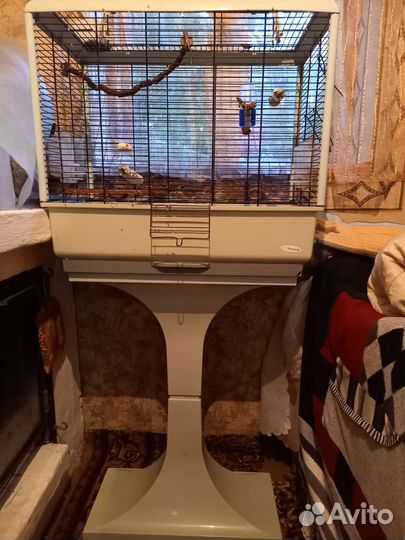 Пара попугаев корелла с клеткой