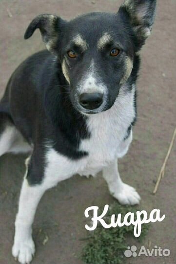 Ласкуша Киара