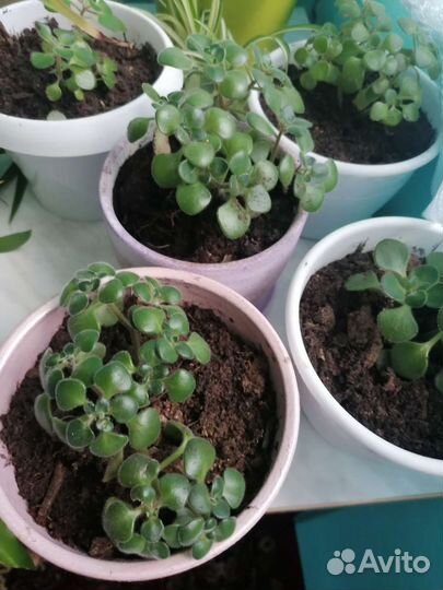 Аихризон, дерево любви и счастья