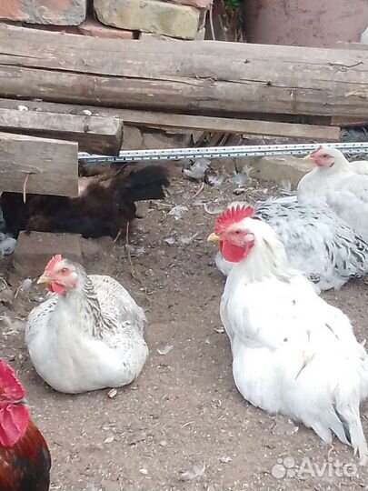 Утята суточные, петушки