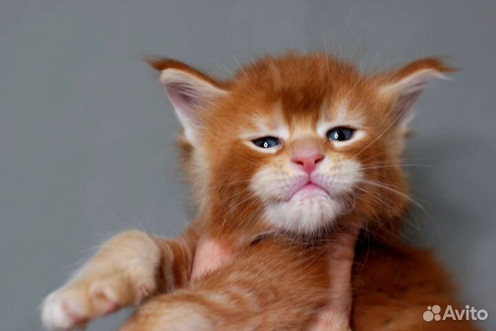 Мейн-кун очень красивый котенок, питомник