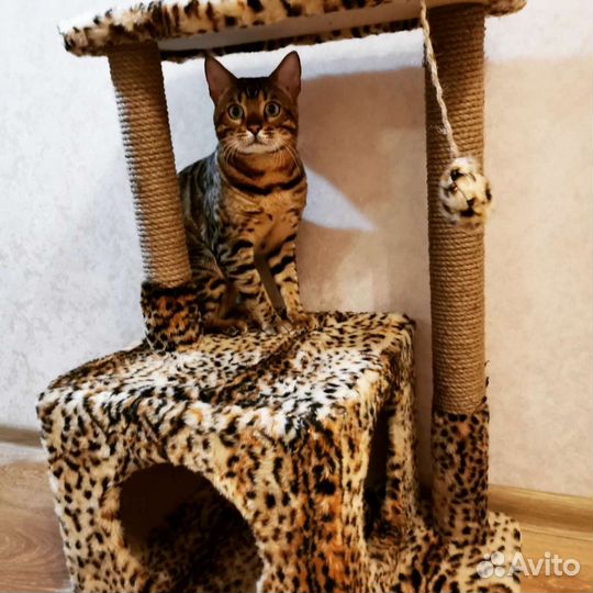 Бенгальский кот вязка
