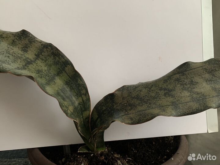 Цветок Сансавьерия стар каньон гранит, сортовая