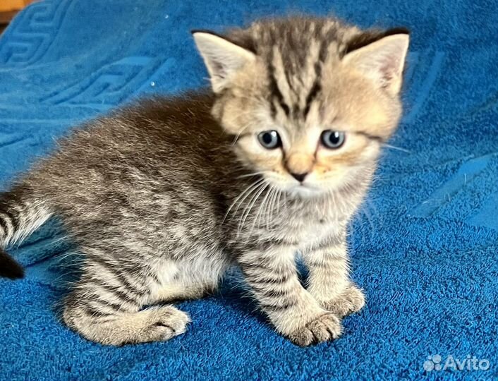 Шотландские котята