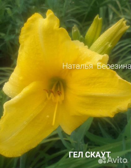 Лилейники сортовые