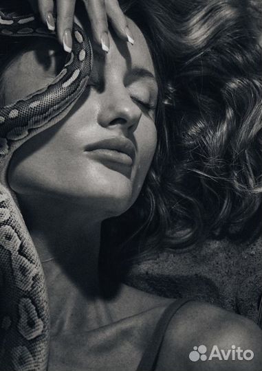 Аренда змей и собак чихуахуа для фото/видео съёмок