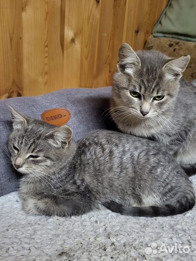 Котята в добрые руки бесплатно