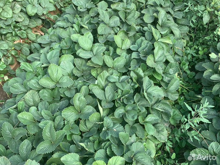 Рассада клубники