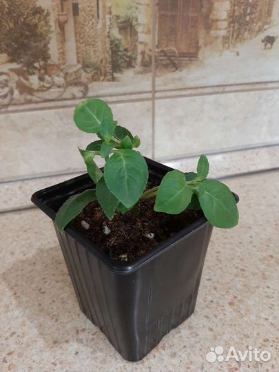 Фуксия (кустовая)