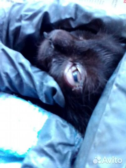 Котенок необходимо лечить