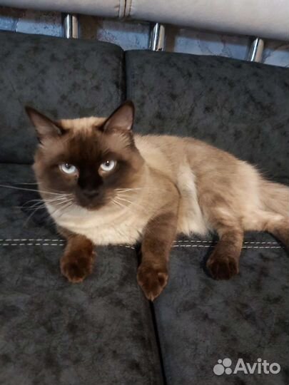 Британский кот для вязки