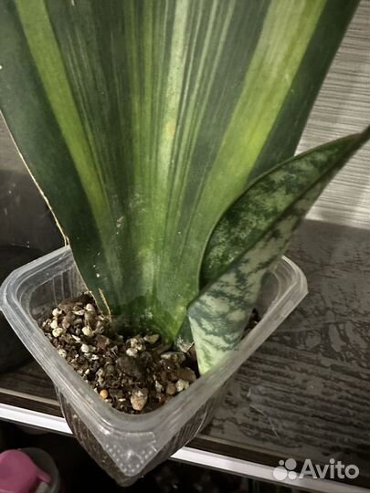 Mасoнианa вар, с деткой