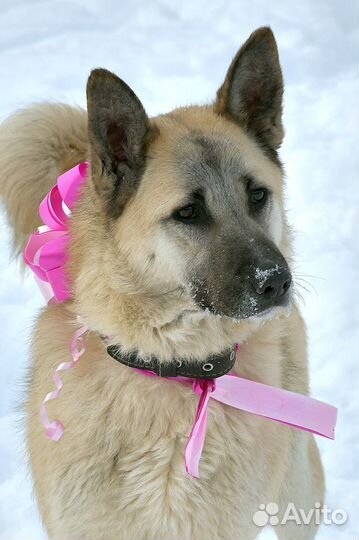 Мира послушная молодая собака