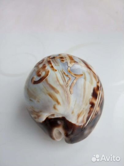 Тигровая ракушка сувенир из Гоа Индия
