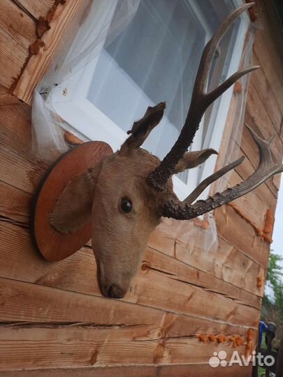 Чучело косули