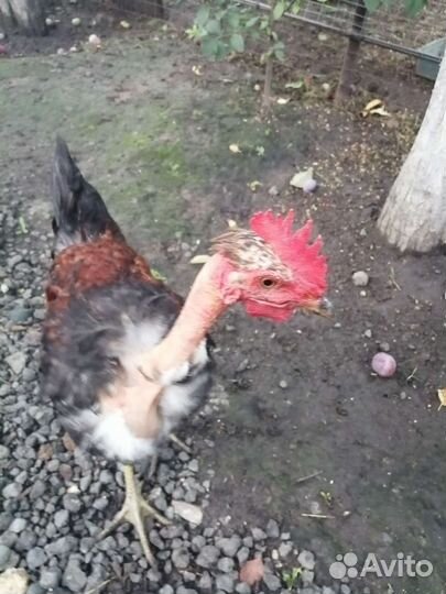 Куры петухи
