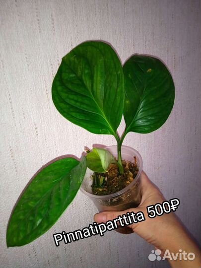 Монстера Standleyana yellow, Pinnatiparttita