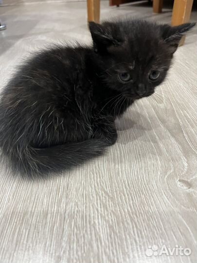 Британские котята