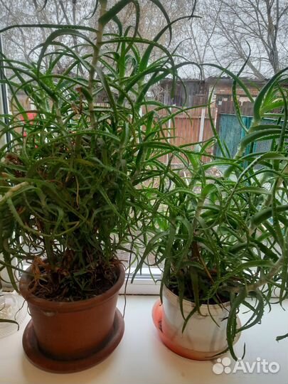 Алое лечебный.столетник