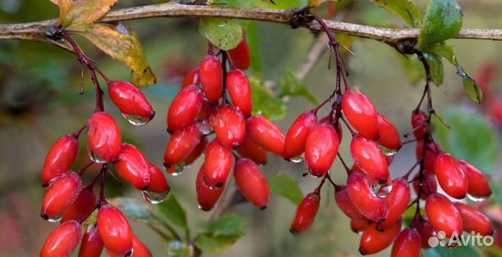 Продам саженцы барбариса