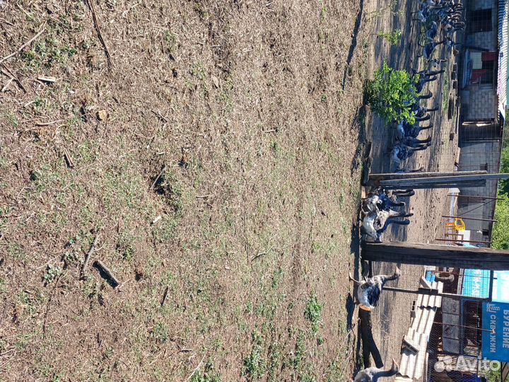 Продаются взрослые гуси