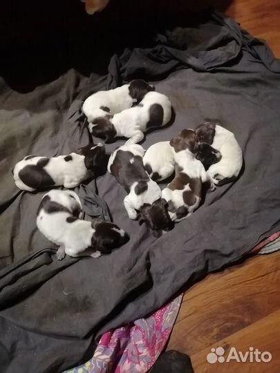 Щенки Курцхаара