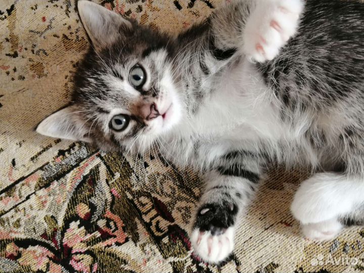 Котенок в добрые руки