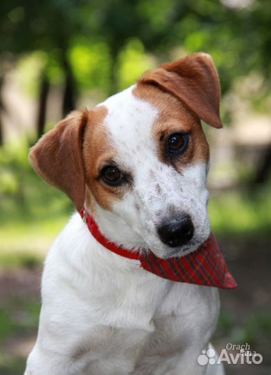 Джек рассел терьер кобели для вязок