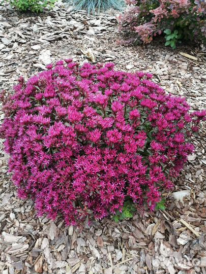 Многолетники почвопокровные