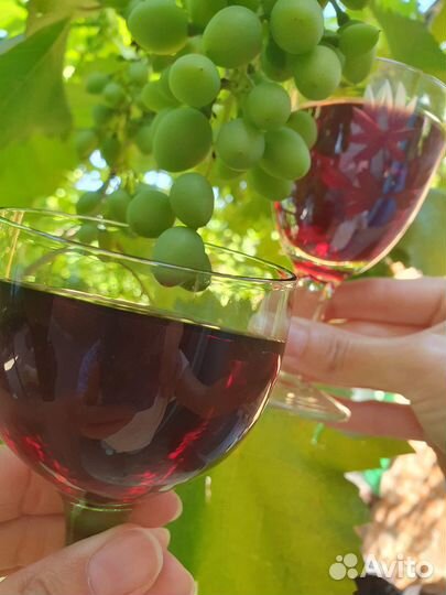 Винный гриб