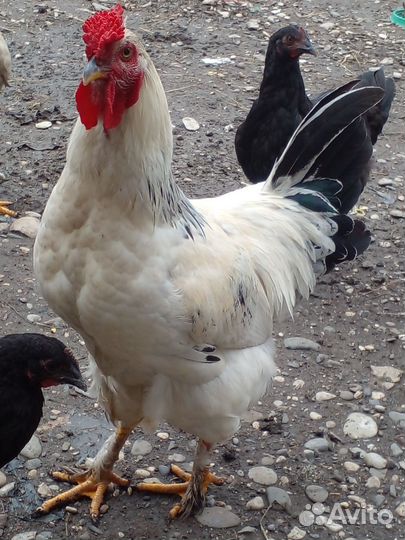 Петухи домашние