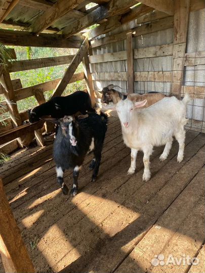 Овцы и козы