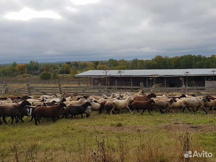 Овцы бараны оптом