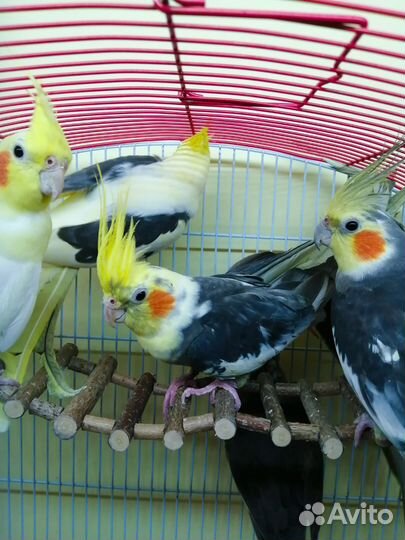 Птенцы попугайчиков корелла