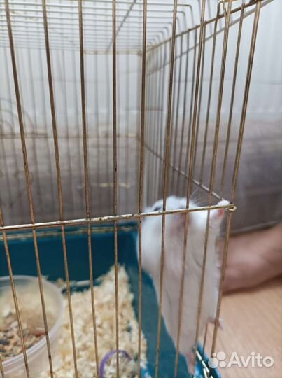 Хомяки джунгарики