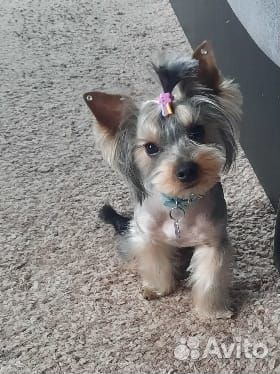 Вязка собак йорк