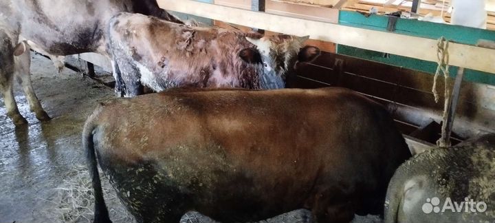 Бычки откормочные