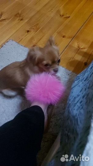 Тибетский спаниель