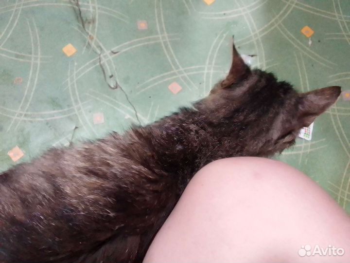 Кот в добрые руки