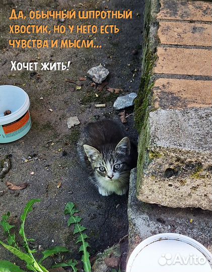 Крошки в беде